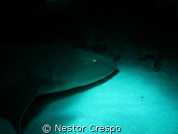 Nurse Shark in Mayguez area, west side Puerto Rico by Nestor Crespo 